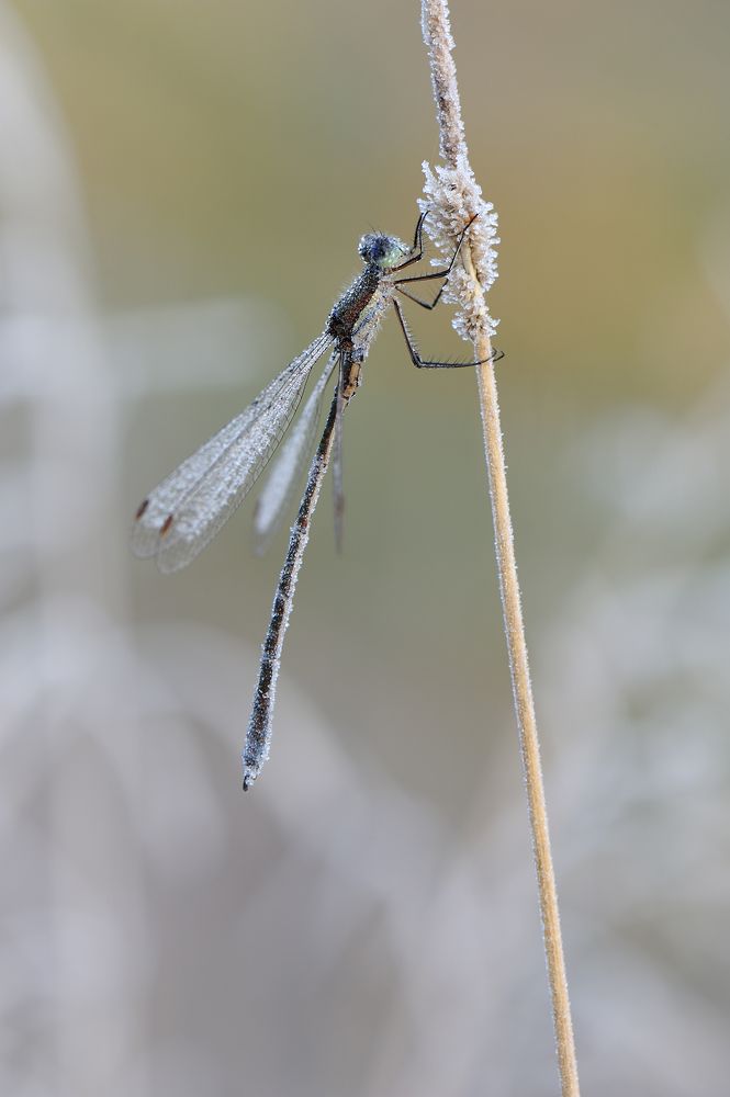 Посох Деда Мороза.