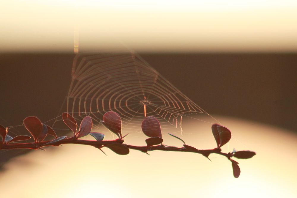 Photograph by Ирина Сажина