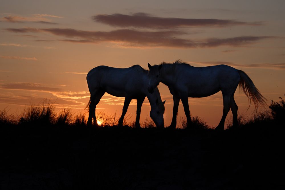 Wild horses of Camargue