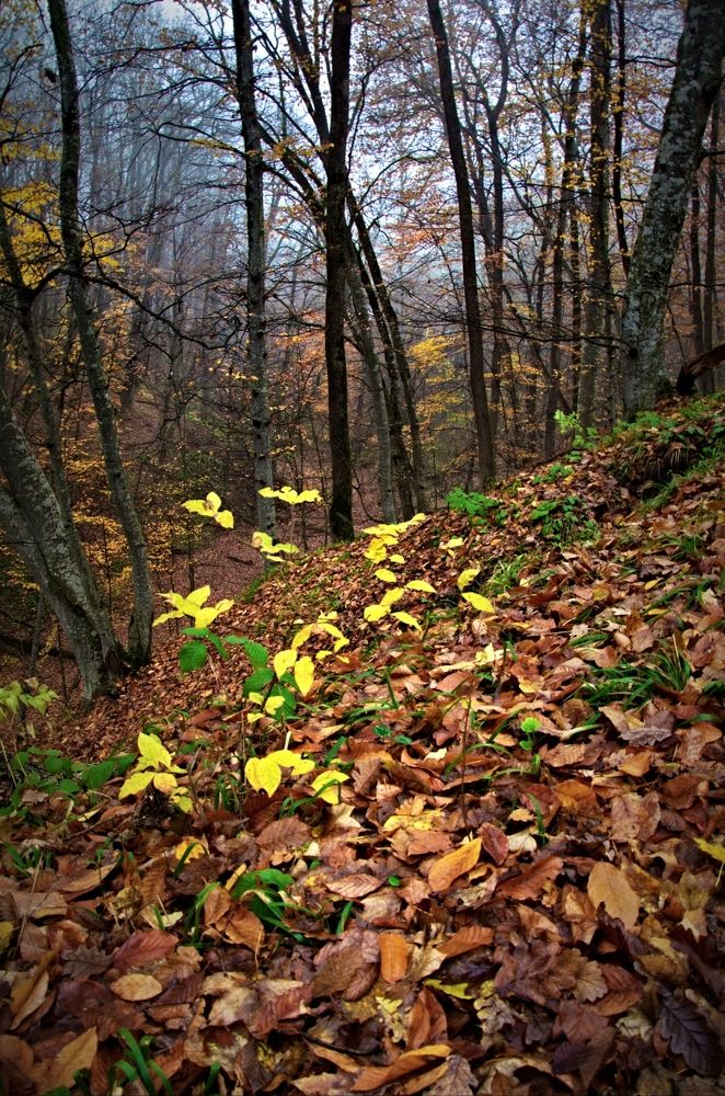 я в осеннем лесу