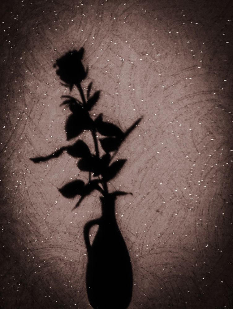 Тень розы