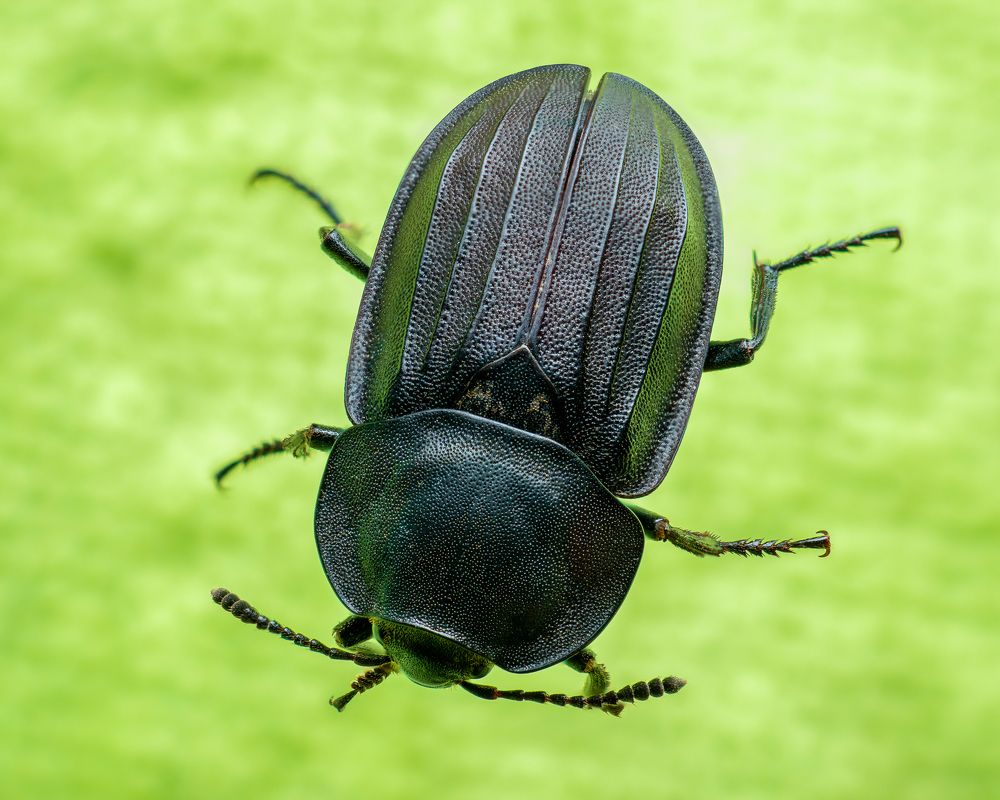 Photograph by Photons Reflectitur