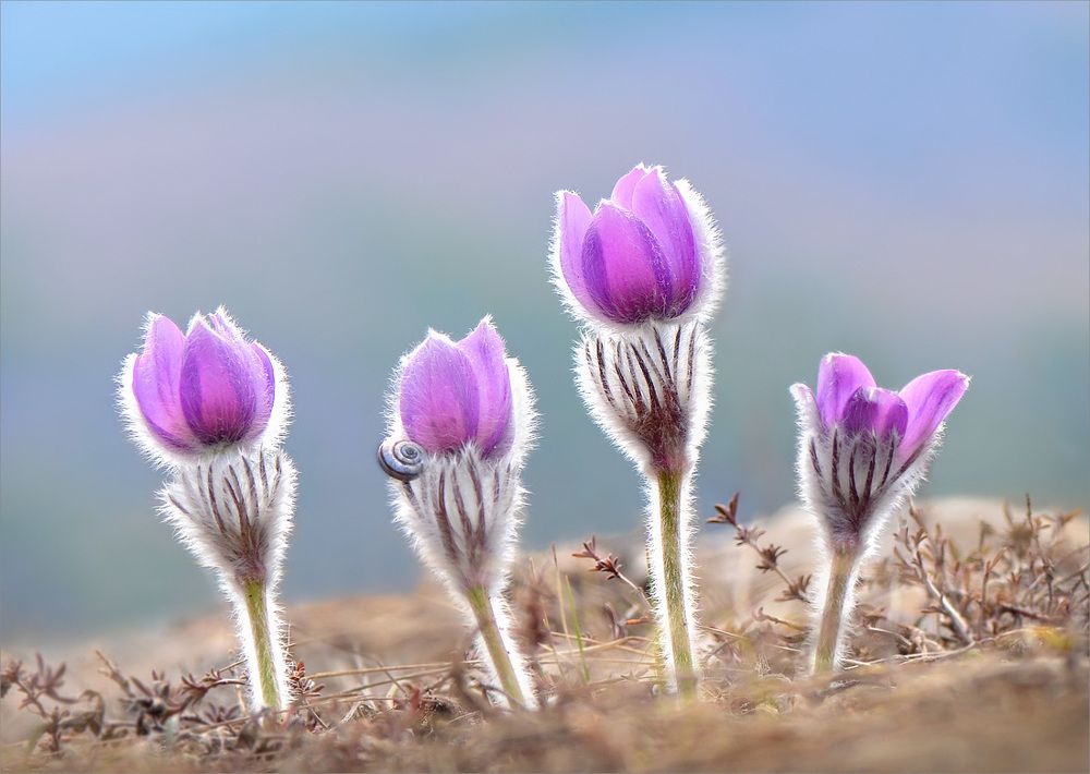 Лиловый сон весны.