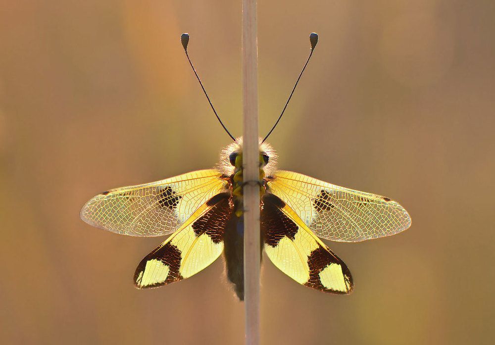 Аскалаф пестрый.