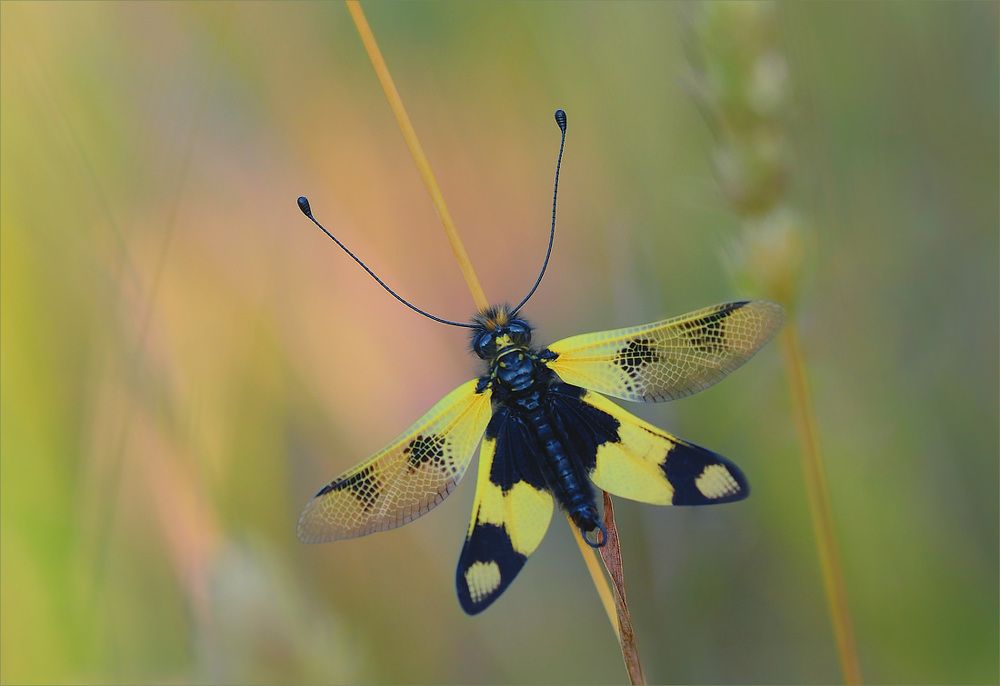 Аскалаф пестрый.