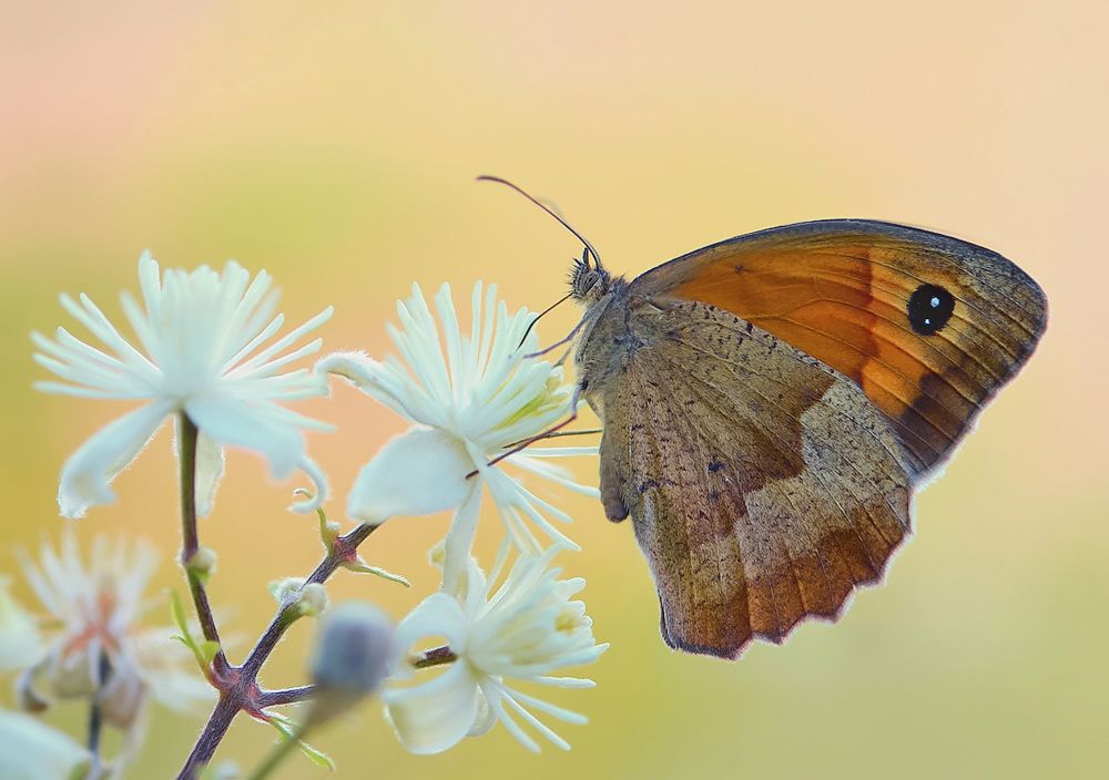 Бархатница волоокая.