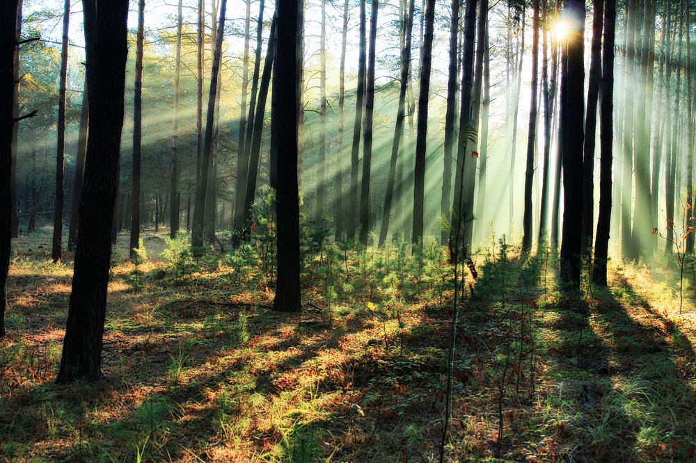 Просветление