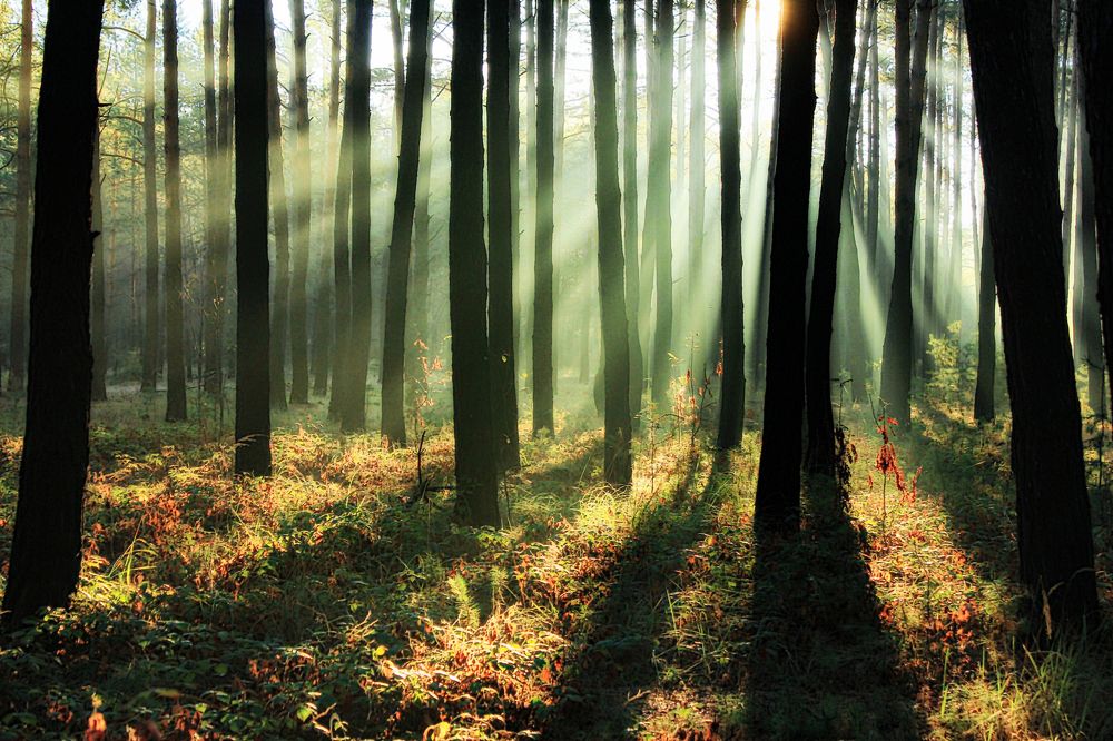 Просветление