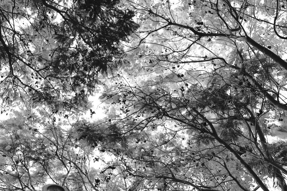 black and white tree leaves