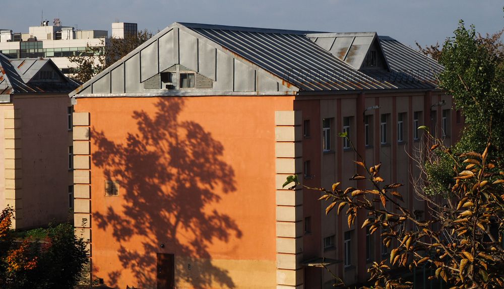 Тень тополя