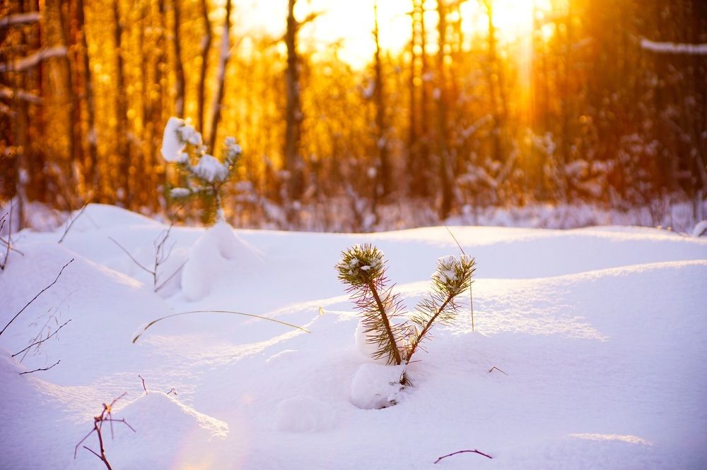 Закат в лесу