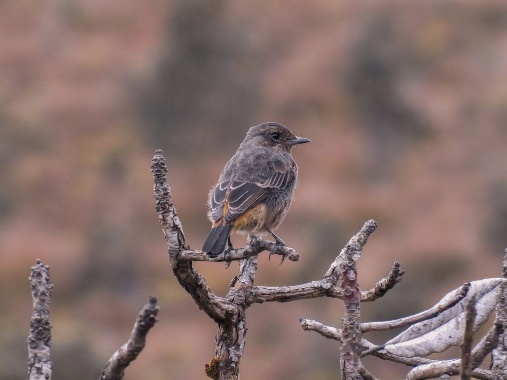 streaked fantail warbler