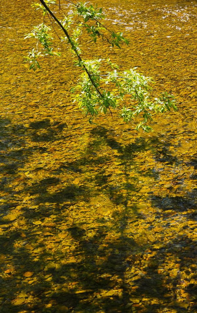 Тень на воде