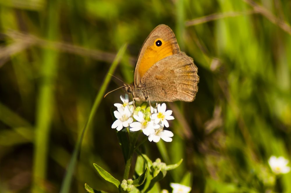 Летним утром.