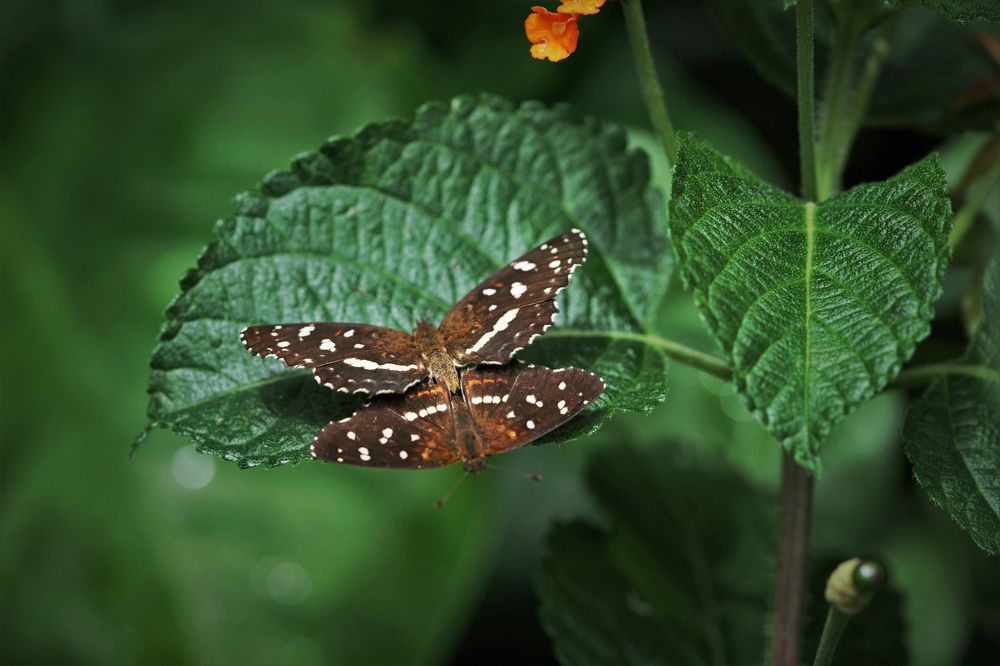 seducción silvestre II