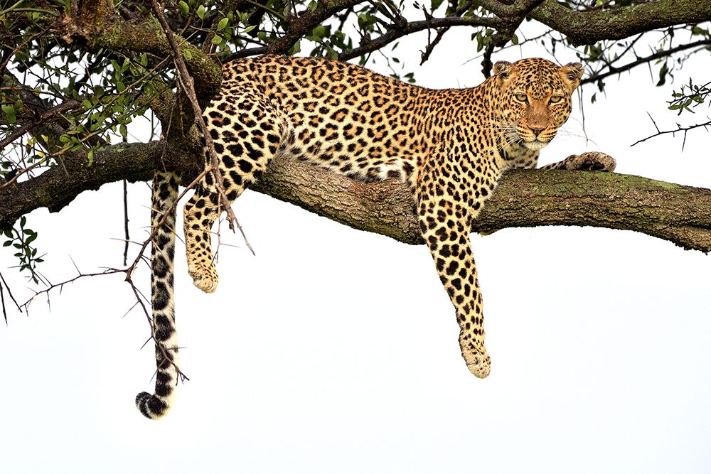 The Looks by Leopard