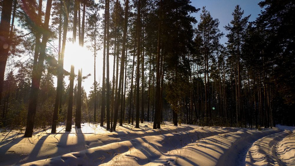 Sunshine on winter forest