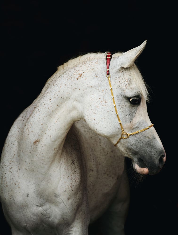 Арабская лошадь.