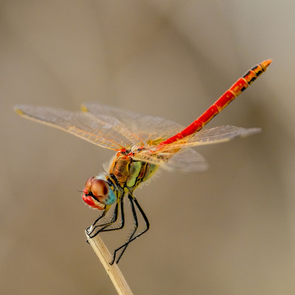 Photograph by Photons Reflectitur