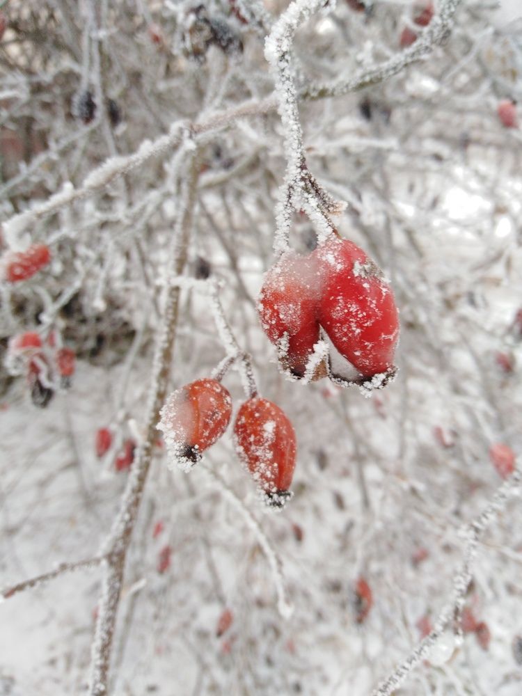 Дыхание зимы