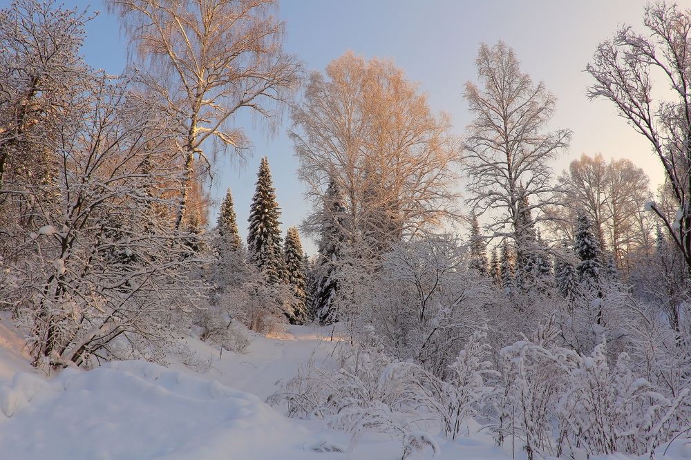 Зимний наряд тайги