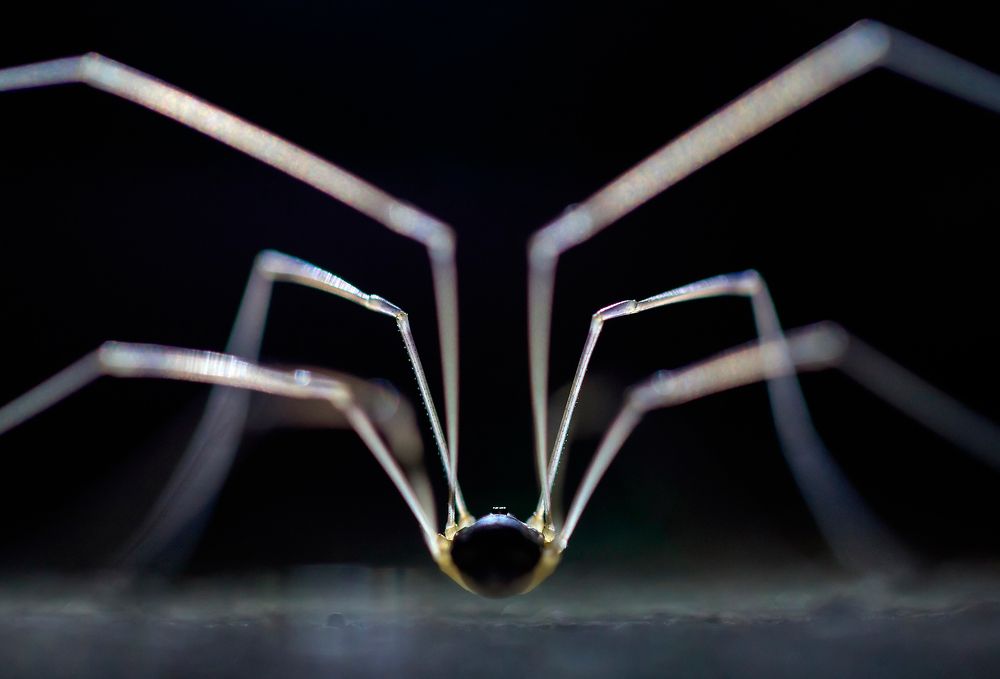 Ноги от ушей