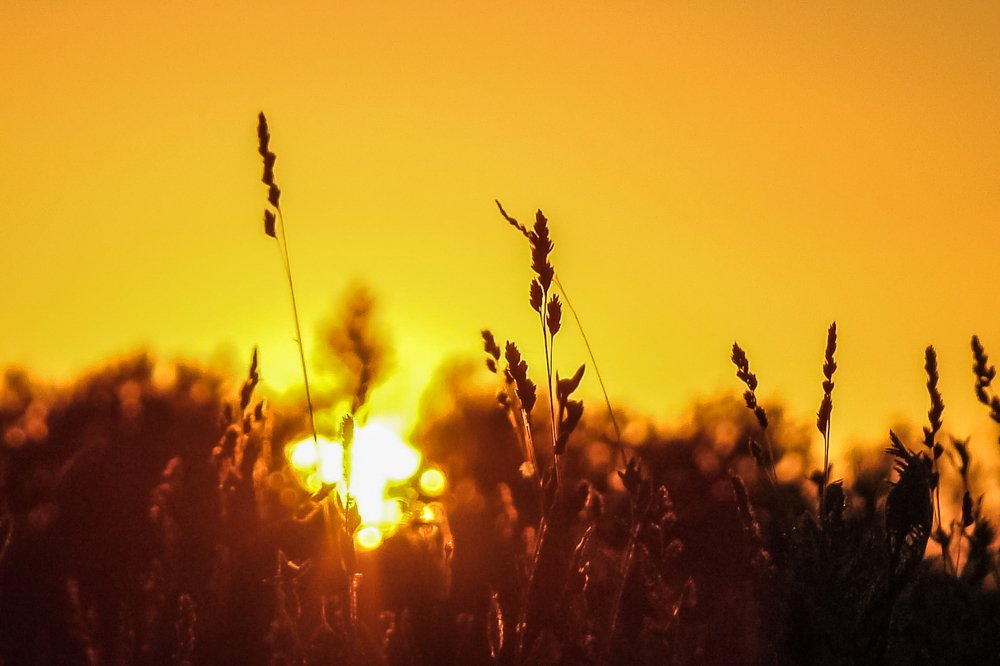 Летний зной