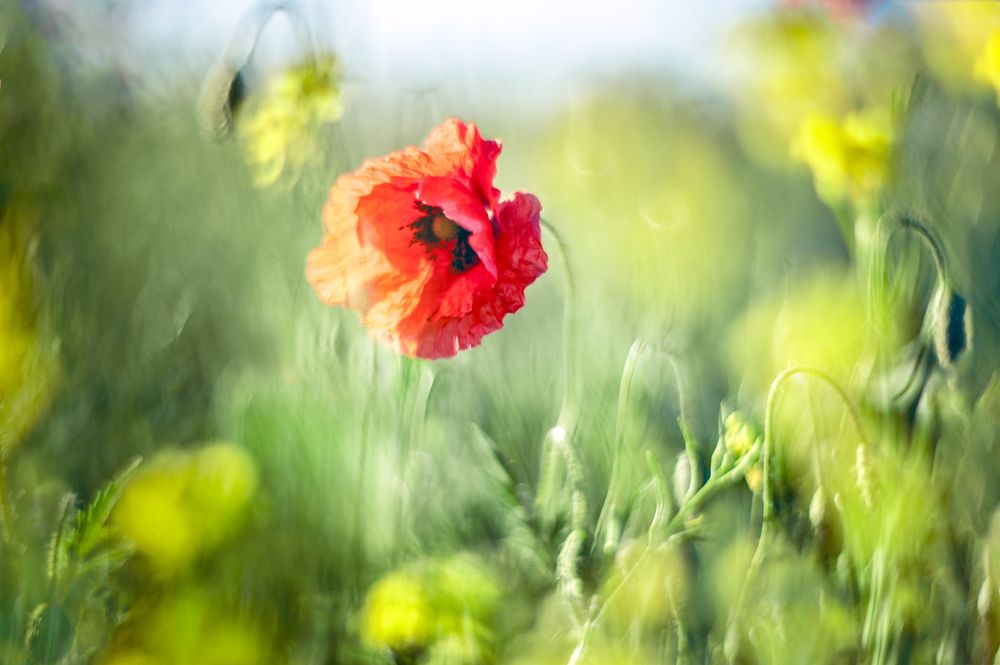Ситец летних лугов...