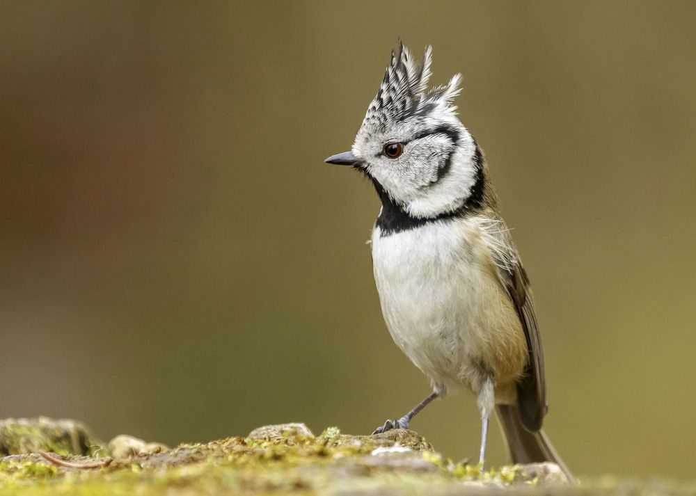crested tit