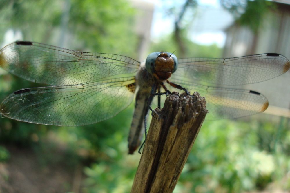 dragonfly