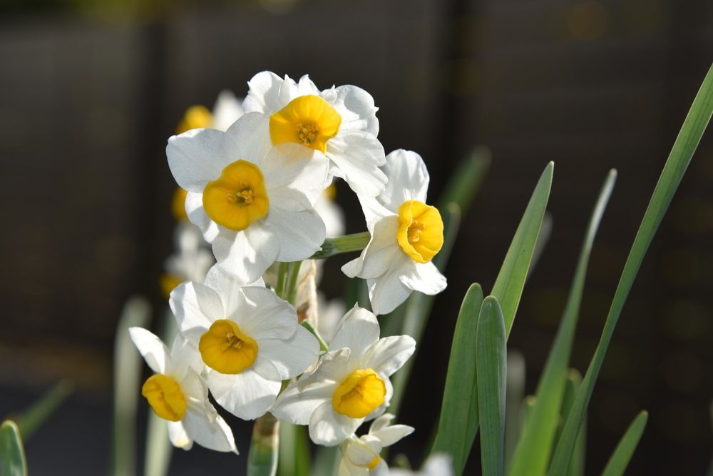 Narcissus