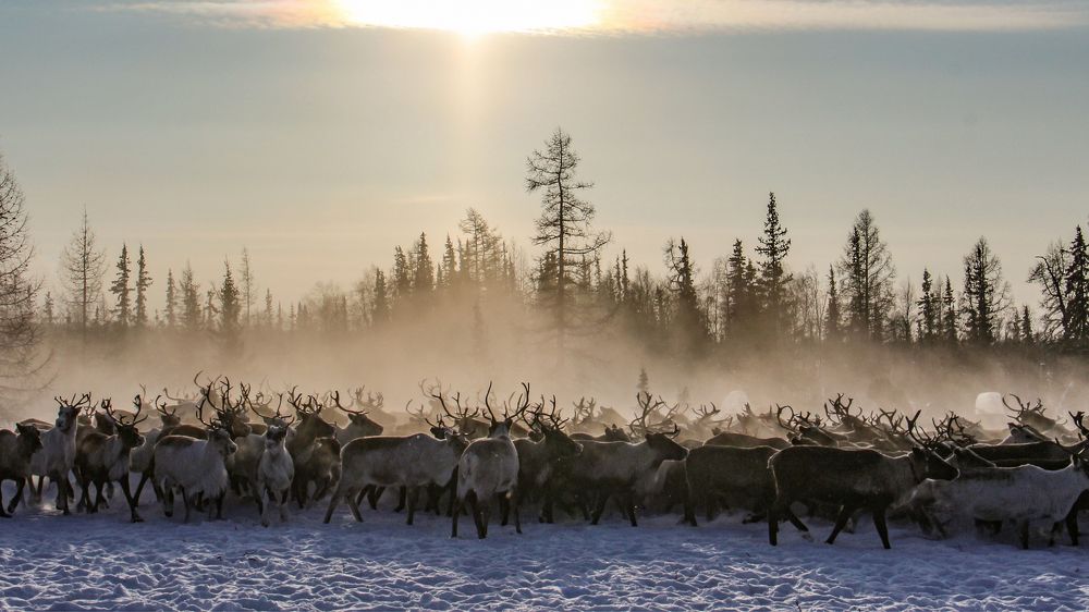 Холодное солнце.