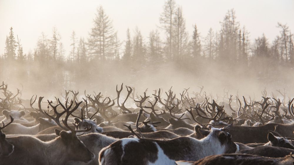 Photograph by Svetlana Guzeeva