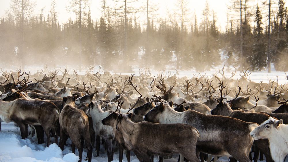 Photograph by Svetlana Guzeeva