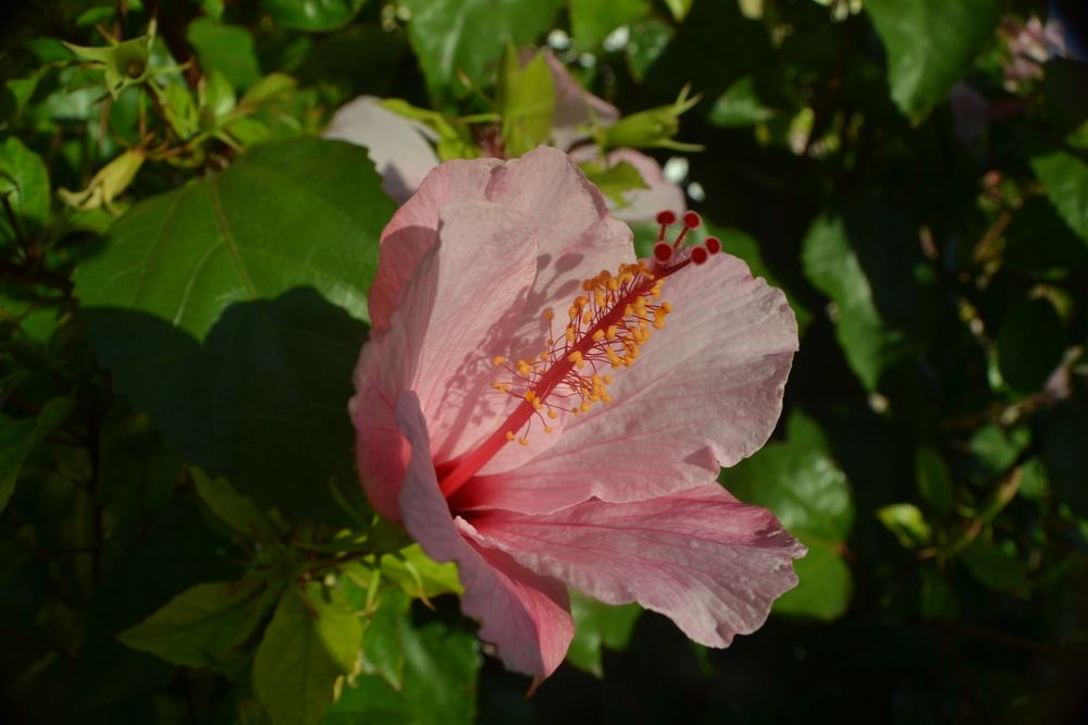 Photograph by Игорь Лебедев