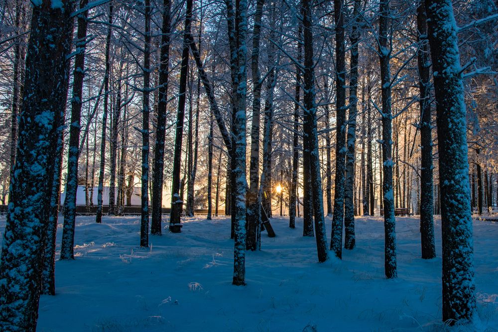 Зимний лес...