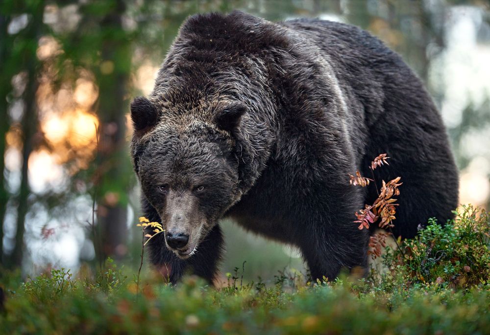 Скоро в спячку