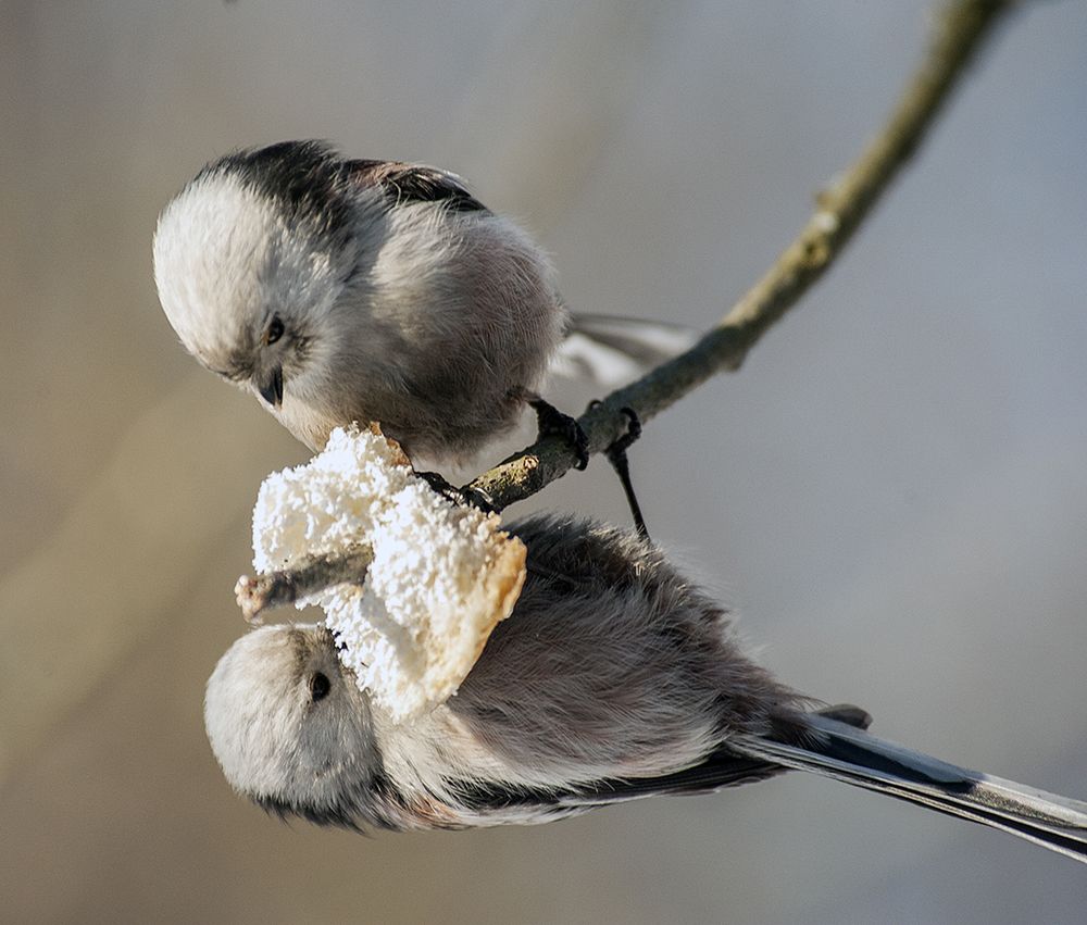 Длиннохвостые синицы или ополовники