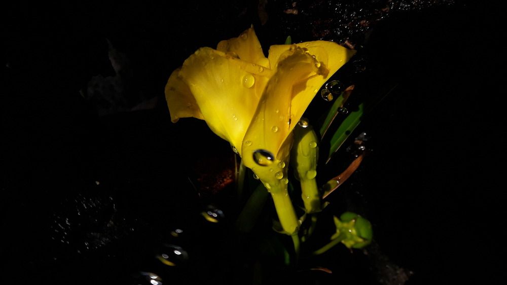 Yellow water drops