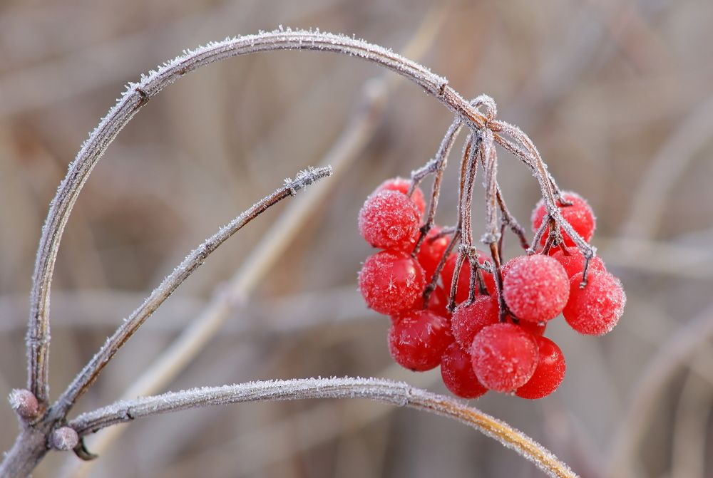 Калина в инее