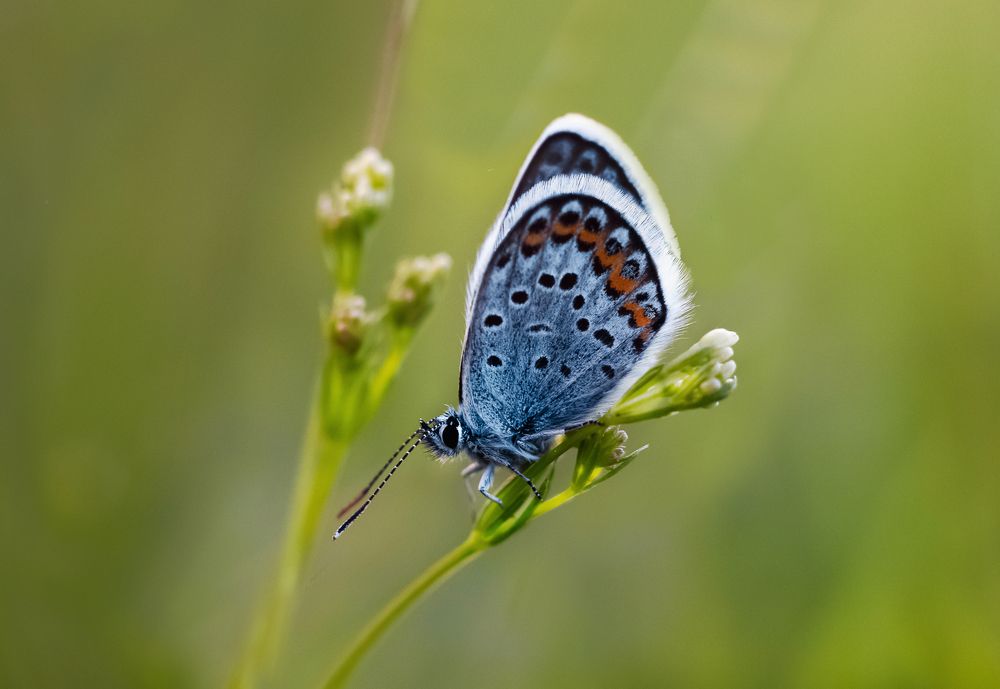 живые цветы