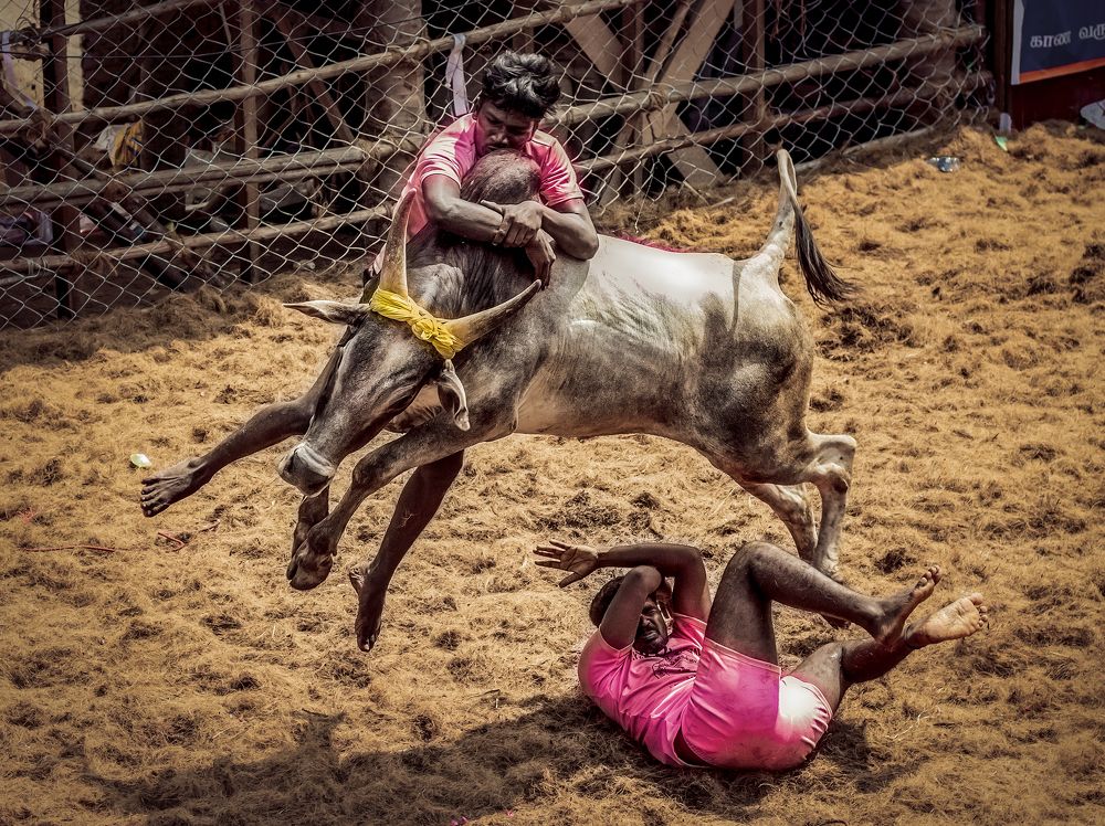Jallikattu