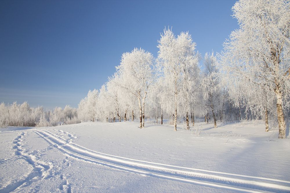 Белые березки
