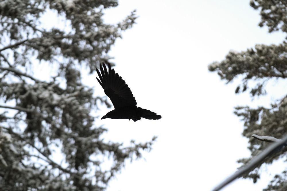 Черный Ворон