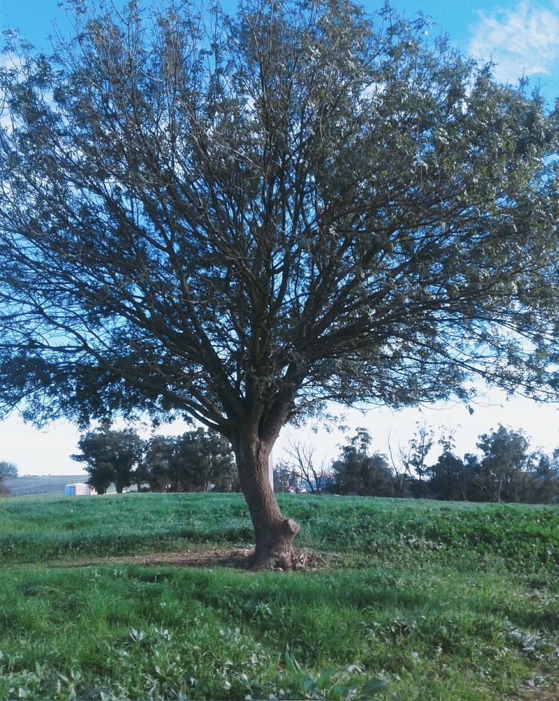 Une plante