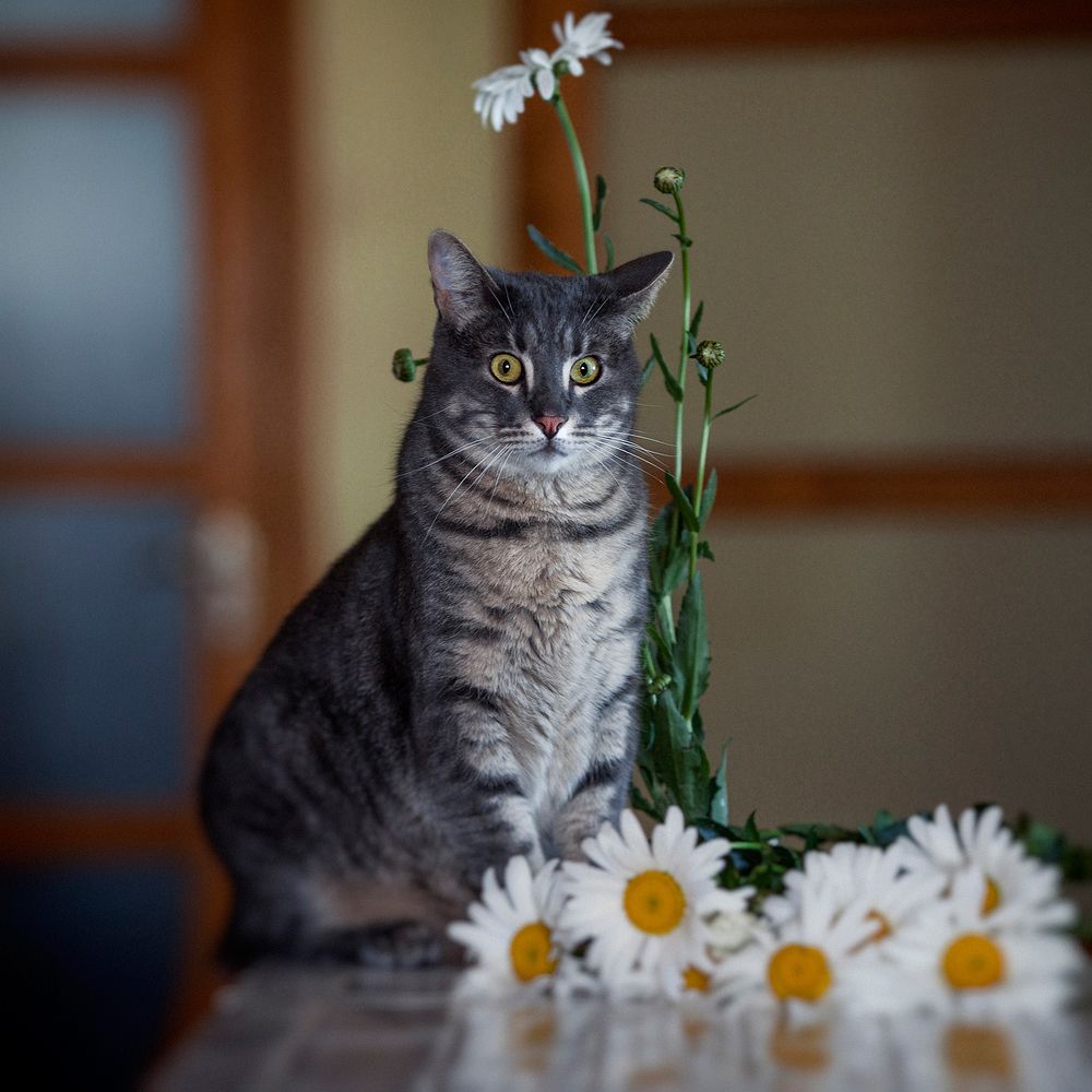 Мой удивительный кот Семён