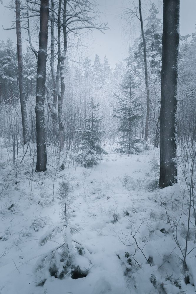 Зимний лес