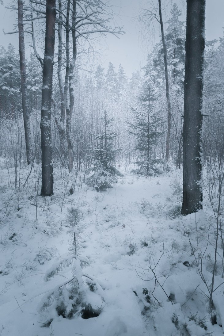 Зимний лес