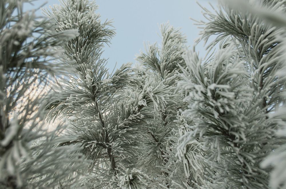 Снежные ели