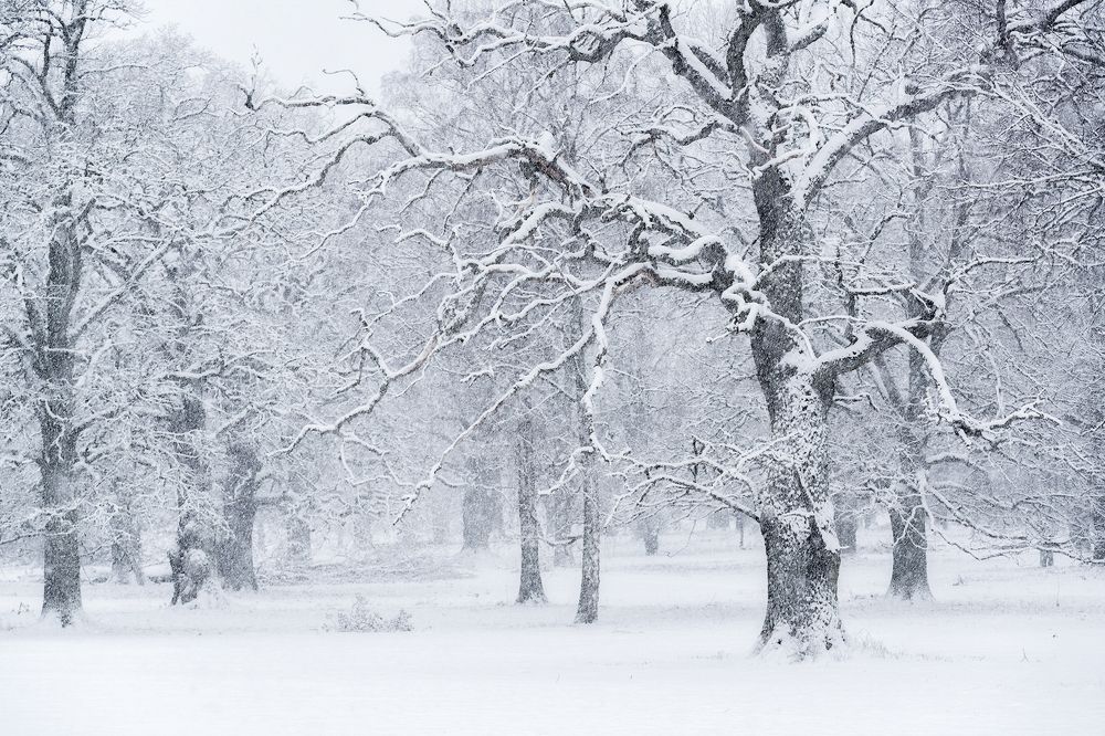 Snowfall in the Oak Tree Pasture